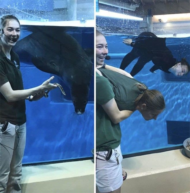 16 фото о том, что бывает, когда у сотрудников зоопарка есть свободное время 39
