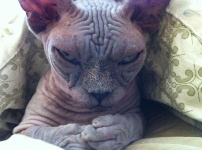Meet Sinister Cat Plotting To Take Over The World