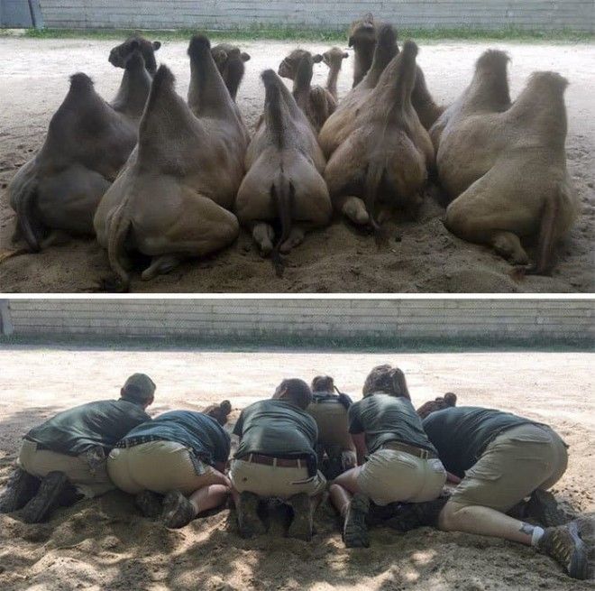 16 фото о том, что бывает, когда у сотрудников зоопарка есть свободное время 41