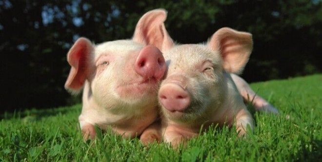 Картинки по запросу vegetarian save animal