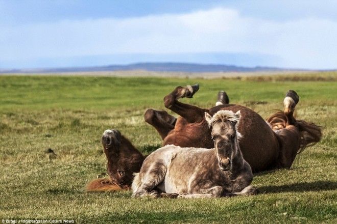 Грация диких лошадей на снимках исландского фотографа