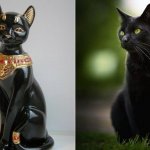 Отношение к черным кошкам в разных странах