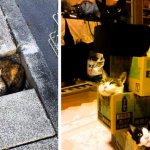 21+ забавных фото кошек, которые могут влезть куда угодно!
