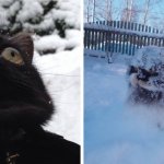 15 снимков домашних котиков, которых вывели из тёпленьких квартир на прогулку в заснеженный внешний мир