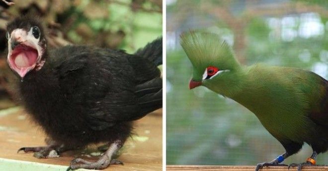15 привычных нам птиц, которых вы никогда не видели маленькими 38