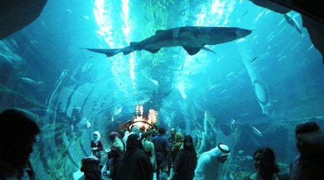 Дубайский аквариум Дубай Пожалуй этот океанариум вполне может считаться самым необычным во всем мире Чтобы полюбоваться морскими созданиями посетителям придется подняться на третий этаж гигантского торгового центра Dubai Mall Резервуар океанариума вмещает целых 10 миллионов литров воды и 33 000 подводных обитателей