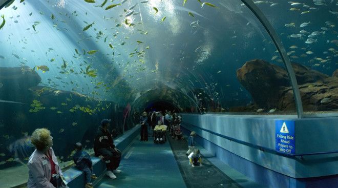 Национальный морской аквариум Плимут Великобритания Это крупнейший и самый интересный аквариум Великобритании Он разделен на 4 зоны где живут морские животные различных ареалов обитания