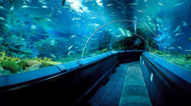 Аквариум МонтеррейБей Монтерей Калифорния В калифорнийском аквариуме посетители могут переходить между двух огромных подводных экосистем выстроенных с большим тщанием Кроме того здесь постоянно экспонируют несколько уникальных видов рыб