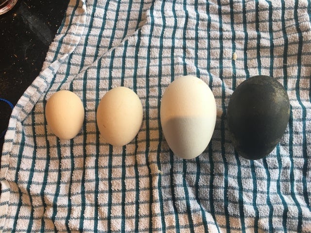 20 странных яиц необычных форм и цветов, которые способны удивить даже тех, кто их снёс 64