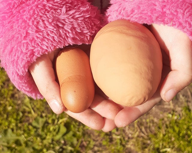 20 странных яиц необычных форм и цветов, которые способны удивить даже тех, кто их снёс 66