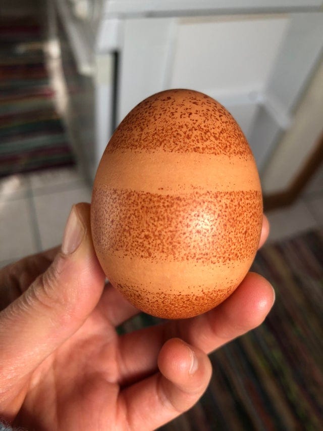 20 странных яиц необычных форм и цветов, которые способны удивить даже тех, кто их снёс 69