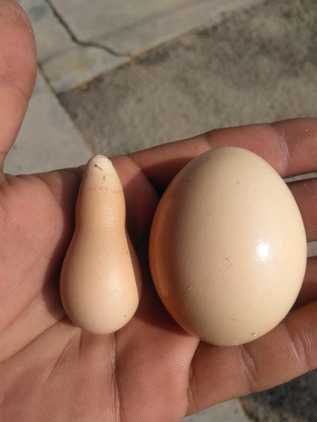 20 странных яиц необычных форм и цветов, которые способны удивить даже тех, кто их снёс 70
