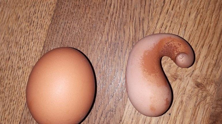 20 странных яиц необычных форм и цветов, которые способны удивить даже тех, кто их снёс 76