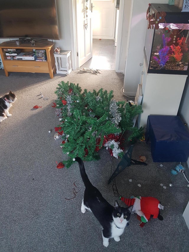 17 провальных ситуаций, когда люди украшали дом, чтобы поймать праздничное настроение, но коты были против 68