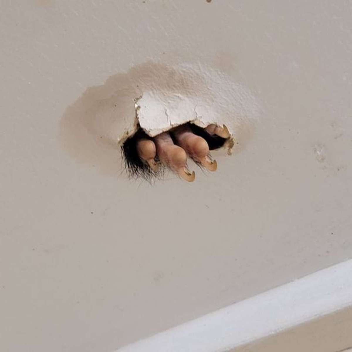 Австралийка увидела, как из потолка торчат чьи-то когти. Ситуация страшная, но её гость — настоящий милашка 18