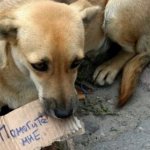 Как в Италии борются с проблемой брошенных животных
