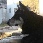 Более 10 лет собака каждый день посещает могилу хозяина