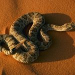 Почему змея называется гремучей
