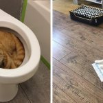 20 фотографий вредных котов, которые будут спать где угодно, но не на специально купленных для них лежанках