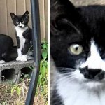 Кот кота или мини-я: необычный окрас японского котенка