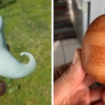 20 странных яиц необычных форм и цветов, которые способны удивить даже тех, кто их снёс