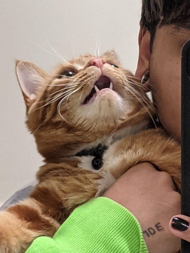 17 фотографий котов, которые показали свои зубы, прибавив себе этим ещё 100 очков милашности 57