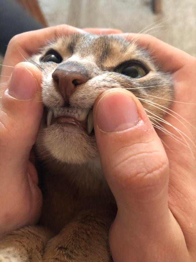 17 фотографий котов, которые показали свои зубы, прибавив себе этим ещё 100 очков милашности 59