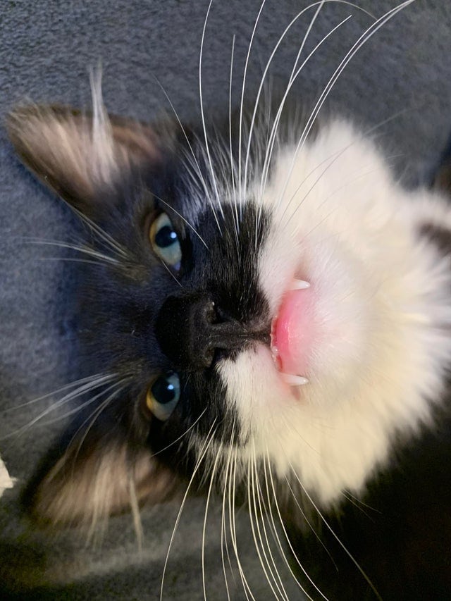 17 фотографий котов, которые показали свои зубы, прибавив себе этим ещё 100 очков милашности 60