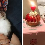 16 фотографий котят-малышей, чья крошечность выглядит настолько необычно, что кажется противозаконной