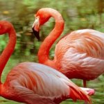 Почему фламинго розовые?