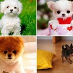 12 самых маленьких пород собак
