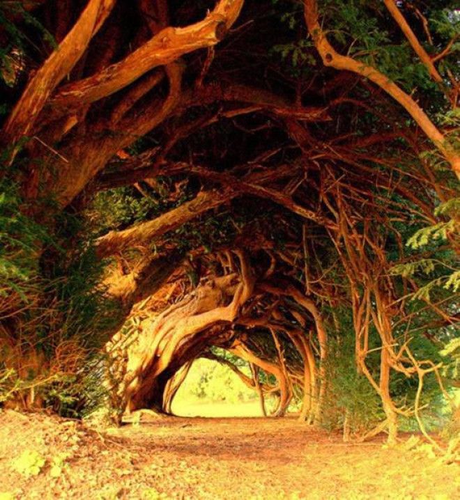 10 самых красивых в мире тоннелей из деревьев 35