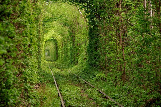 10 самых красивых в мире тоннелей из деревьев 38