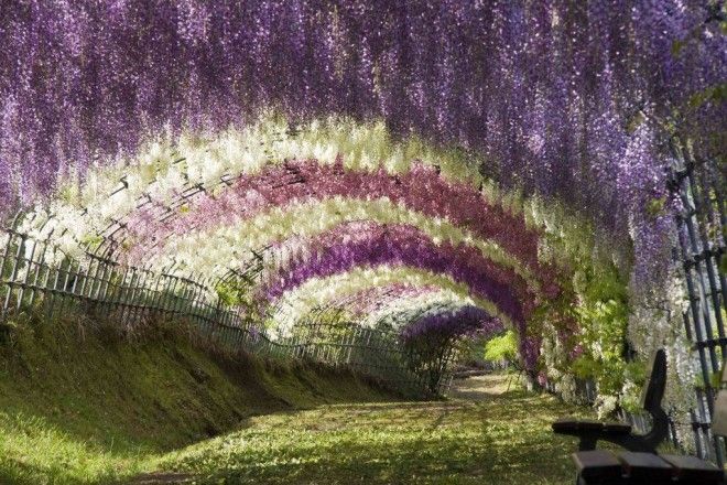 10 самых красивых в мире тоннелей из деревьев 40