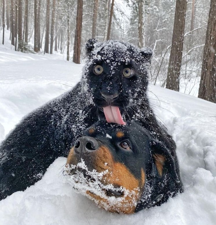 Чёрную пантеру выкупили из зоопарка. Теперь она живёт в Сибири, бегает по снегу и дружит с ротвейлером 25