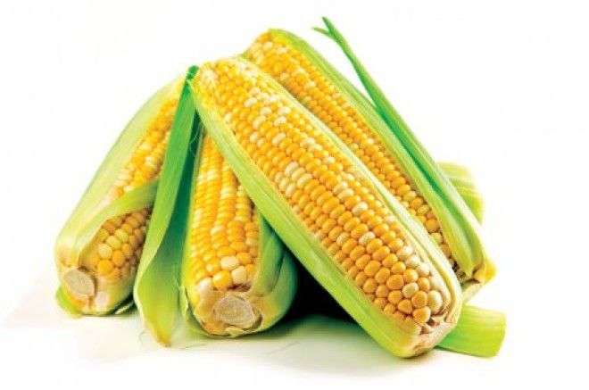 Современная кукуруза гмо овощи факты фрукты