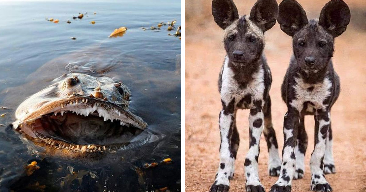 20 фотографий различных существ, которые не перестают удивлять одним лишь своим существованием