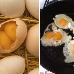 Почему в яйце бывает два желтка