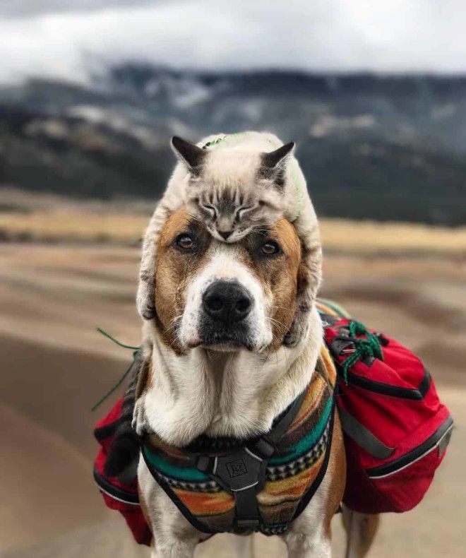 Этот пёс и кот путешествуют вместе, и их фотографии просто восхитительны 36