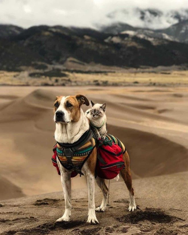 Этот пёс и кот путешествуют вместе, и их фотографии просто восхитительны 39