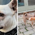 18 забавных случаев, когда собаки демонстрировали окружающим, что они тоже не против покуролесить