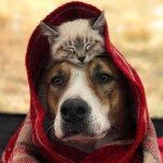 Этот пёс и кот путешествуют вместе, и их фотографии просто восхитительны