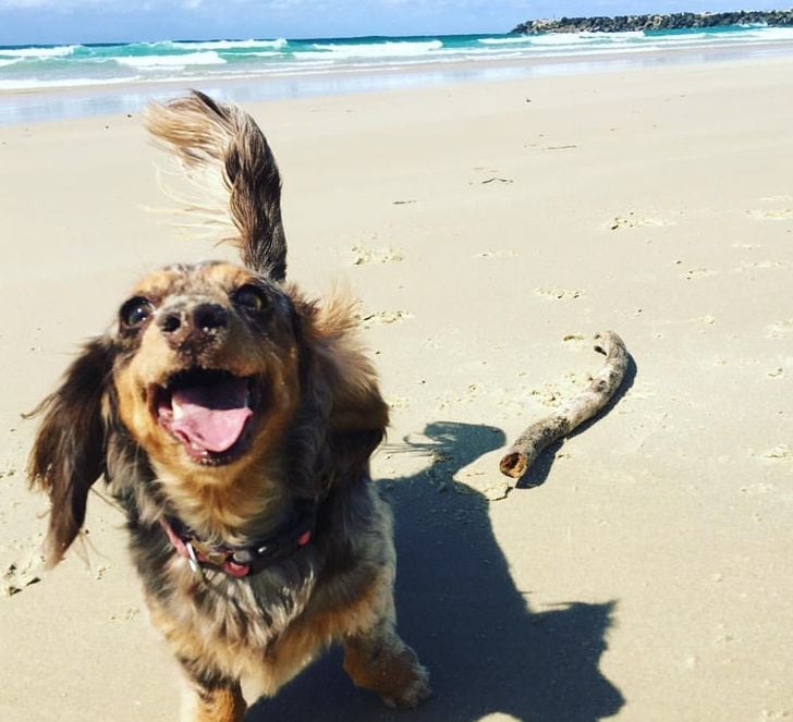 16 забавных и трогательных моментов, когда животные показали хозяевам, как выглядит счастье 63