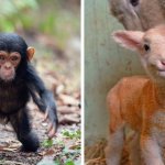 17 фотографий детишек животных, которые только родились, но уже готовы забрать ваши сердечки