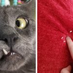 17 котов, которые обнажили свои острые зубки, но и это не спасло их от титула главных пушистых очаровашек