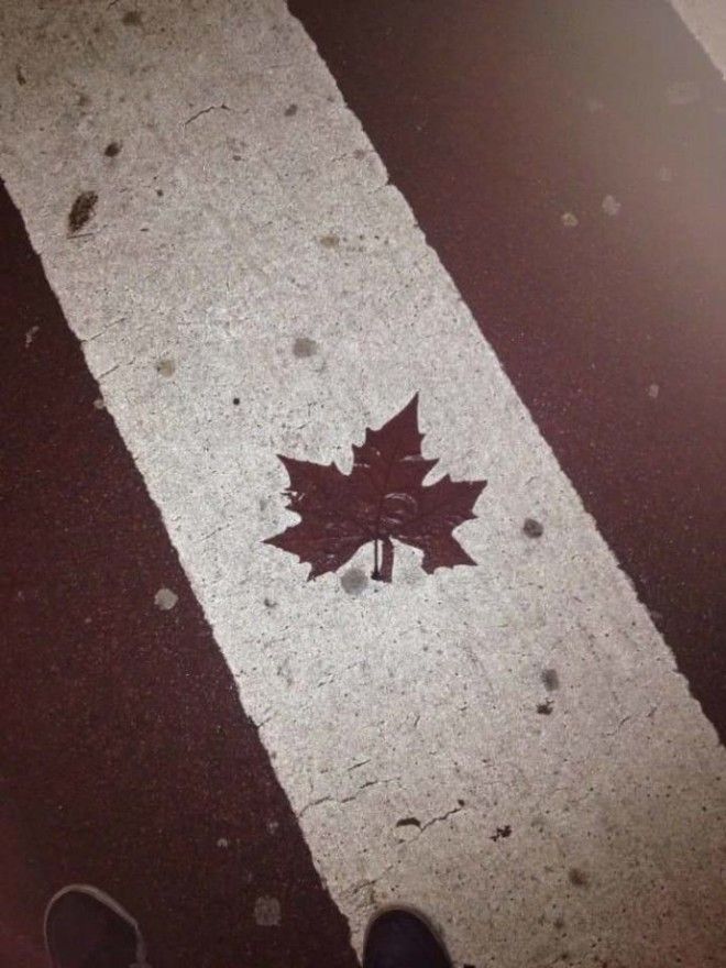 15 уморительных снимков о том, как нескучно живется канадцам 36
