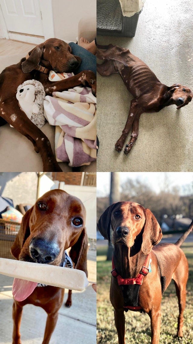 17 трогательных преображений собак, которые перестали быть бездомными и нашли любящие семьи 59
