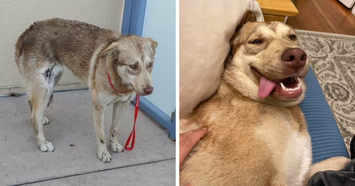 17 трогательных преображений собак, которые перестали быть бездомными и нашли любящие семьи 62