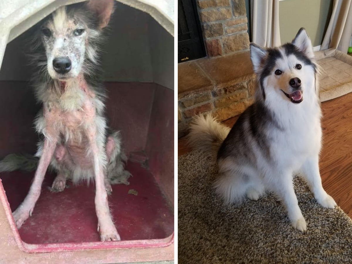 17 трогательных преображений собак, которые перестали быть бездомными и нашли любящие семьи 52