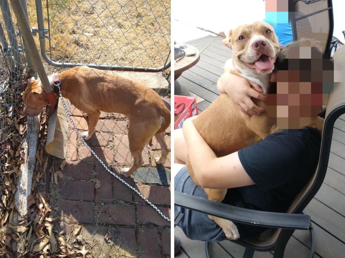 17 трогательных преображений собак, которые перестали быть бездомными и нашли любящие семьи 64